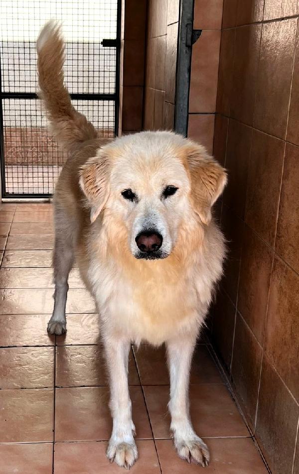 Salomone Bellissimo Maremmano